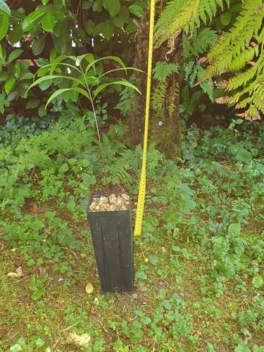 Zamia melanorrhachis plant - melanorrhachis,, 1