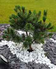 Pinus parviflora 'Negishi' / Mädchenkiefer, japanische Sorte