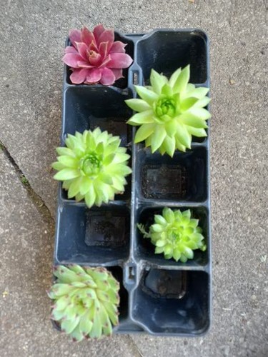 Sempervivum rosetten - 5,