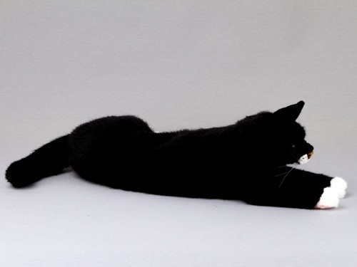 Kösen katze mohrle liegend - kösen,