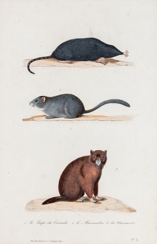 Maulwurf murmeltier haselmaus - maulwurf,