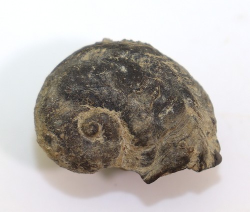 Schnecke pileopsis prisca - pileopsis,