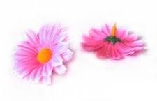 10 Margeriten Köpfe Kamille