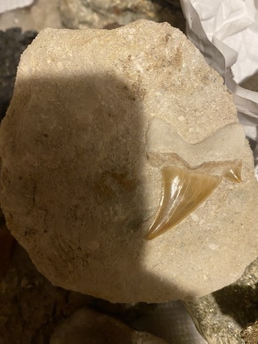 Haifischzahn fossil in - (hai),