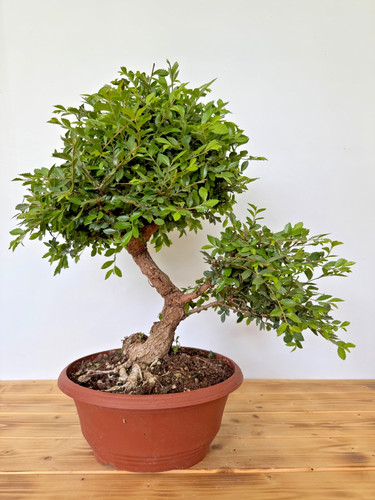 Bonsai japanische ulme - bonsai,