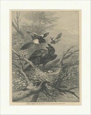 Kolkrabe am Elsternest Vogel