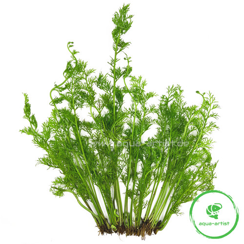 10x ceratopteris thalictroides - 10x,