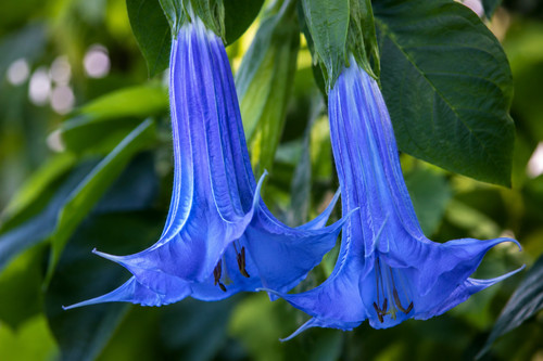 003194a radican blaue - blaue, mini
