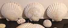 Premium meeresmuschel - meeresmuschel, |