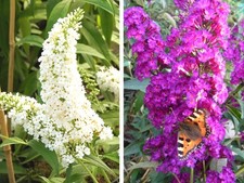 Sommerflieder  Buddleja
