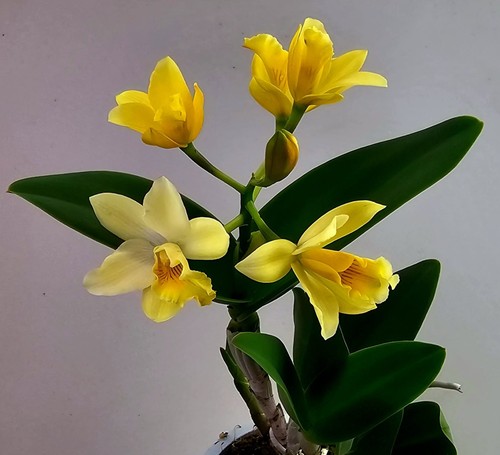 Blühende cattleya orchidee - blühende,