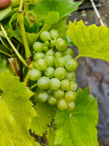 Weinrebe phoenix pilzresistent - phoenix,