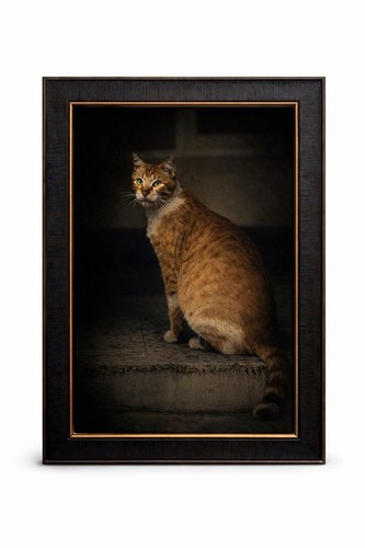 Stilvolles katzenbild - katzenbild, im
