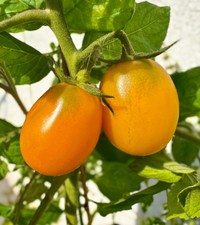 Tomate MIKKI MAUS Dwarf 10+