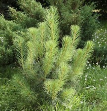 SAMEN Bonsai i! Tränen Kiefer