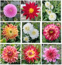 Blumen Gartenblumen Dahlien Set 27 Samen 6.40€
