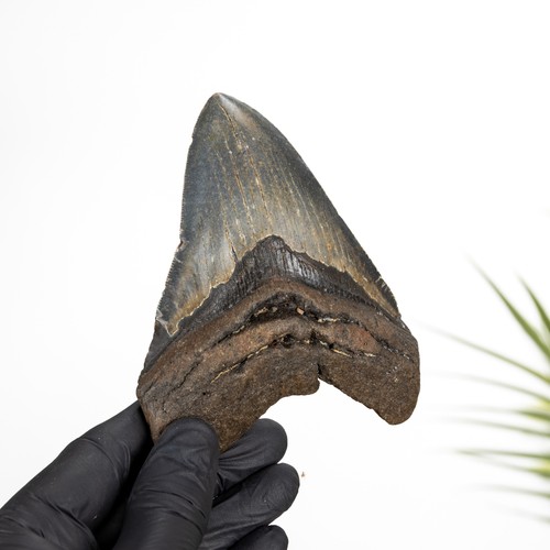 Zoll megalodon haizahn - megalodon,