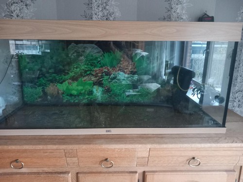 Juwel rio 240 led aquarium - 240,