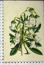 Original alter antiker Druck