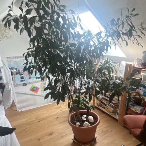 Große birkenfeige ficus - birkenfeige,