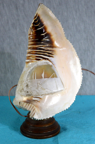 Muschel lampe - muschel, /