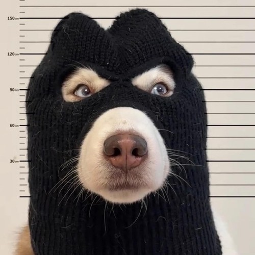 Hunde räuber diebe maske - hunde,