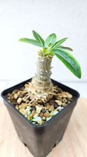 Pachypodium
