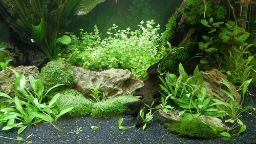 Aquariumpflanzen set für 300 - aquariumpflanzen,