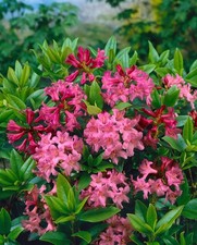 Rhododendron ferrugineum