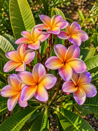 8000204 frangipani plumeria - plumeria, 1