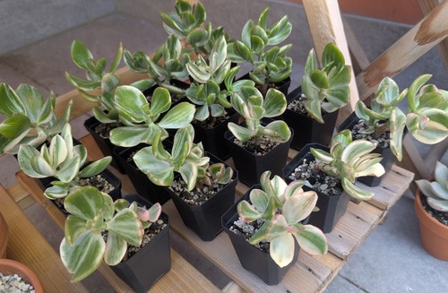 Crassula ovata variegata - ovata,