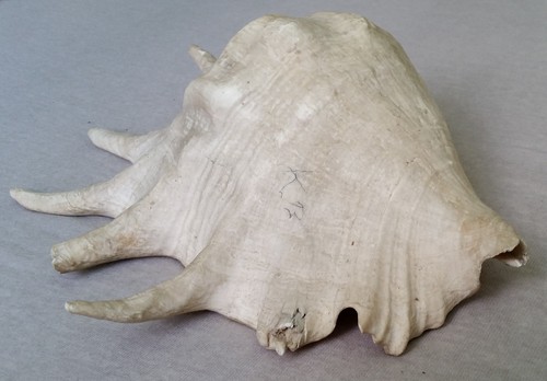 Xxl riesen spinnenschnecke - spinnenschnecke, 29