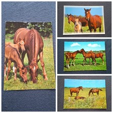 4 AK Pferdepostkarten, Fohlen, Stuten mit Fohlen, Horse
