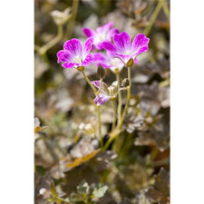 Geranium x hybr.'Orkney