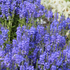 Veronica austriaca 'Knallblau'