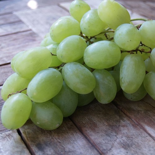 Weinrebe druschba helle traube - weinrebe,