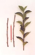 5x Yarlington Mühle Apfelwein Äpfel Pfropfdose aus großen kommerziellen Obstgärten