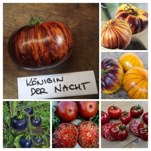 Blaue tomaten samen mischung - blaue,