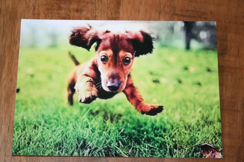 Hunde postkarte von poster - postkarte, xxl