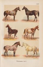 Pferderassen Andalusier