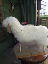 Selbst gebaute Schafe mit