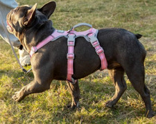 Geschirr No Escape No Pull mit