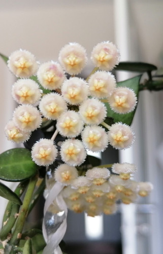 Hoya lacunosa - , 🌸