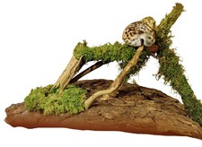 Tiger Muschel Kletterpark