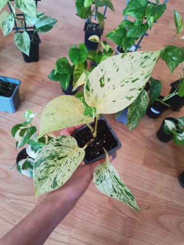 Epipremnum snow queen - epipremnum,