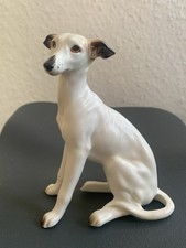 Windhund Whippet Greyhound