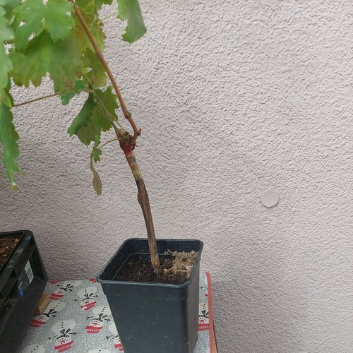 Weinreben tafeltrauben die - weinreben,