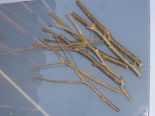 Y- Sitzstangen Haselnusszweige