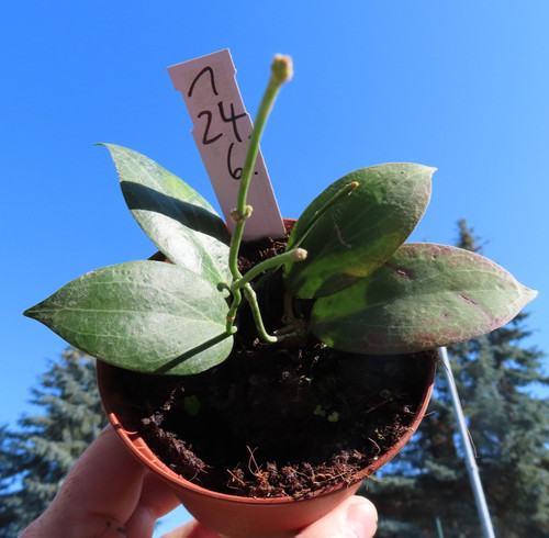 Hoya fitchii wachsblume - hoya,