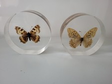 Schmetterlinge in Kunstharz /